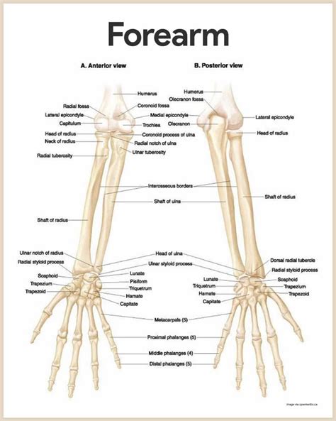 Skeletal System Anatomy and Physiology | Skeletal system anatomy, Forearm anatomy, Human bones ...