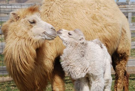 Is Camel Hair Considered Wool? | Camelus | Sustainable Products