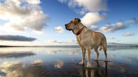 dogs, Sky, Boerboel, Clouds, Animals Wallpapers HD / Desktop and Mobile ...