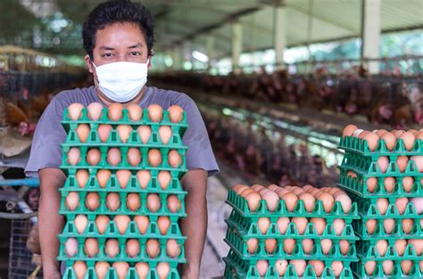 Four Ways to Maintain Customer Loyalty as a Poultry Farmer – Pkom