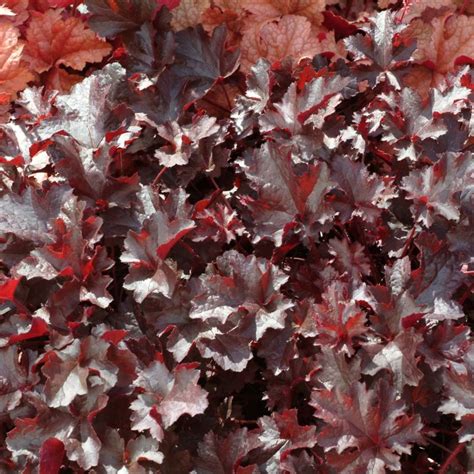 Heuchera ‘Black Beauty’ | TERRA NOVA® Nurseries, Inc.