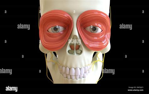 Orbicularis Oculi Muscle anatomy for medical concept 3D illustration Stock Photo - Alamy