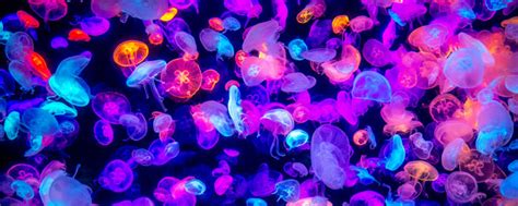 Animals Around the Globe: 10 Bioluminescent Facts About Jellyfish | BestofOrlando.com