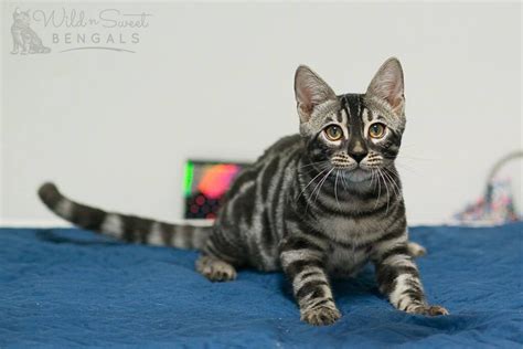 Charcoal Bengal Cats & Kittens for Sale | Wild & Sweet Bengals