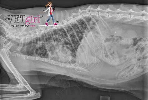 Lungworm In Cats X Ray