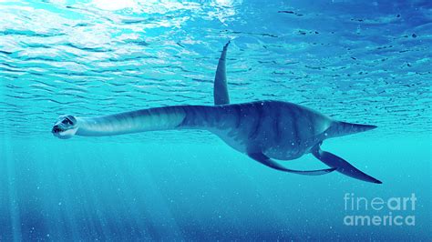 Illustration Of A Styxosaurus Photograph by Sebastian Kaulitzki/science Photo Library - Fine Art ...