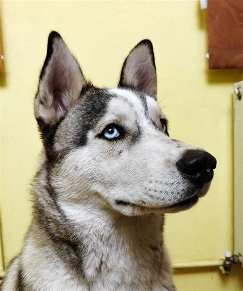 Huskies with blue eyes - The guide on husky eye colors