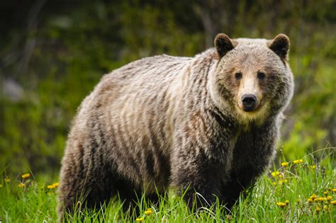 Colorado bear opens pickup truck door and swipes picnic bag