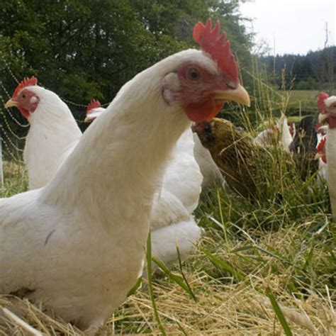 What Is Pastured Poultry? - Red Pond Farm