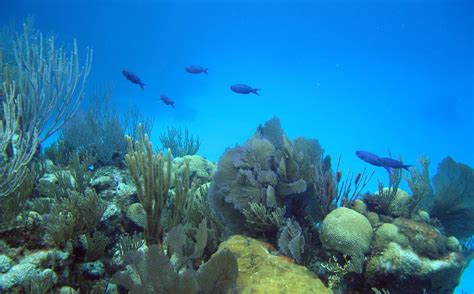 Reef Watch: Empowering citizens to monitor Bermuda's reefs and fishes