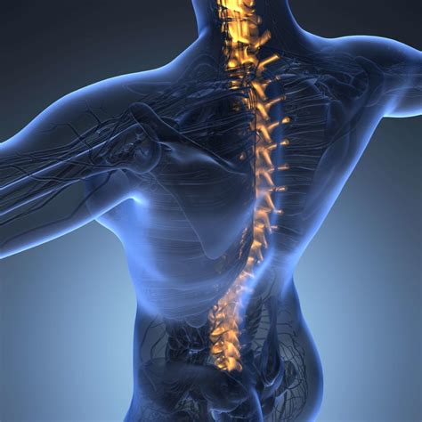 How Many Vertebrae Make Up the Human Spine? | NSC