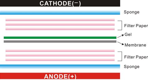 Western Blot Protocol | Antibody Company, Buy Antibodies Online