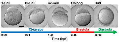 IJMS | Free Full-Text | Proteomics Analysis of Early Developmental Stages of Zebrafish Embryos