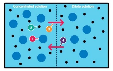 Look at the diagram below. It shows two solutions separated by a partially permeable membrane ...