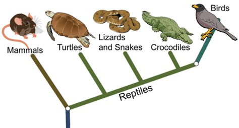 Phylogeny and Cladistics Study Guide - Inspirit