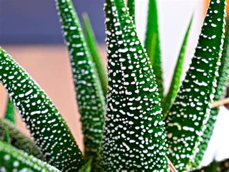 8 Aloe Varieties For Every Setting And Zone