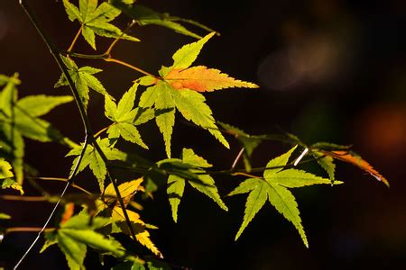 Tree branch with autumn leaves. Autumn background. - Stock Image ...