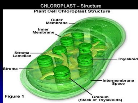 Plastid Structure - Nehan Saputra