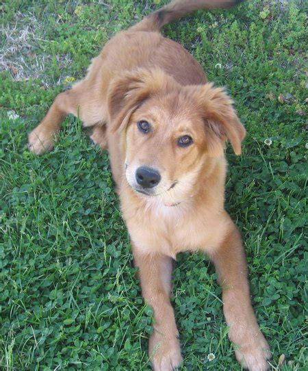 Golden Collie (Border Collie X Golden Retriever Mix), Temperament, Training, Puppies, Pictures