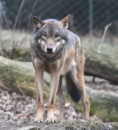 A wolf has been spotted in Belgium for the first time in 100 years