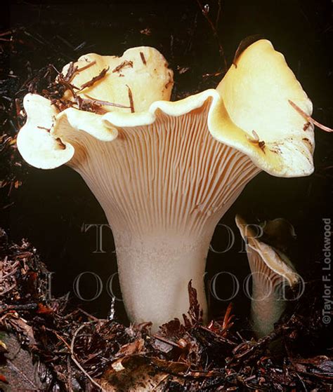 Cantharellus cibarius