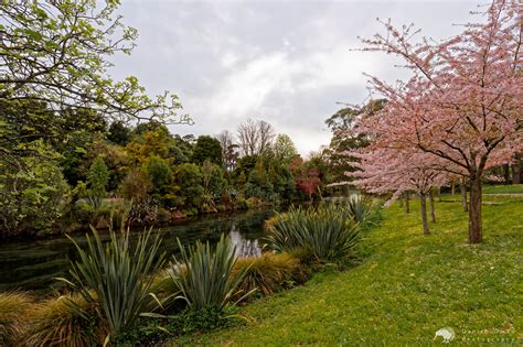 Cherry blossoms at Hagley Park | Finally managed to get a sh… | Flickr