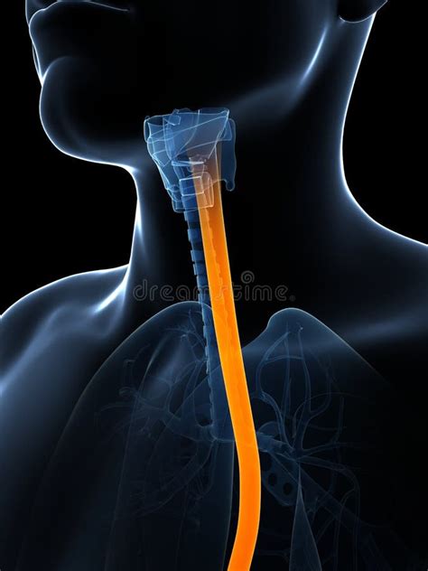 Highlighted esophagus stock illustration. Illustration of graphics - 30727107