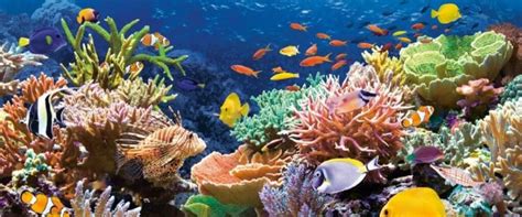 White out : Why corals lose their color – Cousteau