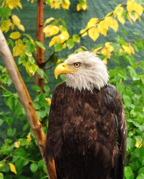 Bald Eagle stock image. Image of wildlife, bald, brown - 10591739