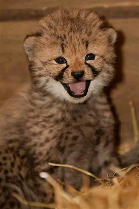 Cute baby cheetah | Baby animals pictures, Cute animals, Cute wild animals