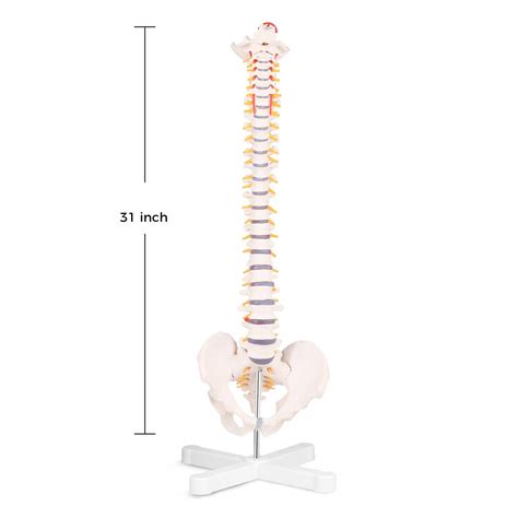 Buy MIIRR Flexible Chiropractic Spine Model, Spine Model with Stand and Included Colorful Human ...
