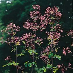 Thalictrum Delavayi – 1 Packet (40 Seeds) | Twiba