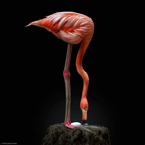 Flamingo nesting by Pedro Jarque Krebs