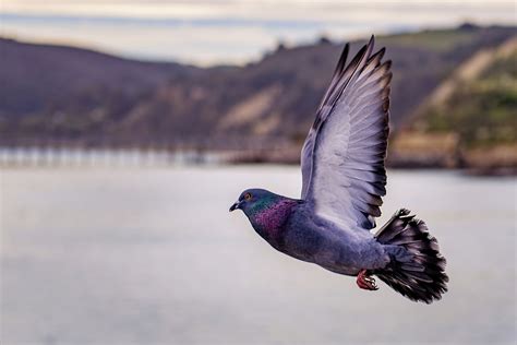 Homing pigeons find their way home by smelling the air - TheScienceBreaker