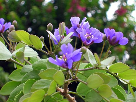 How Much Do you know About Lignum Vitae - Jamaica's National Flower ...