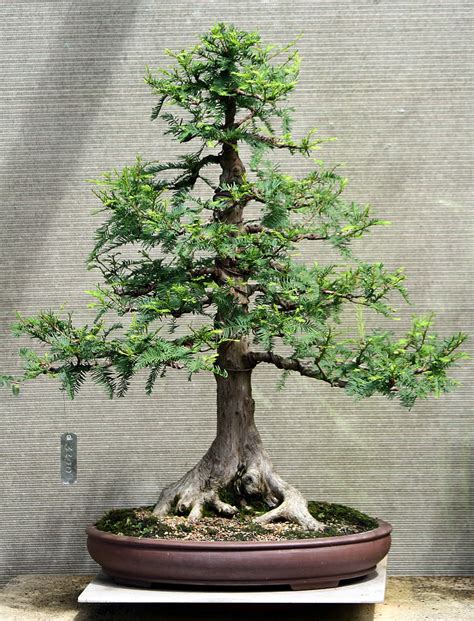 Gallery Bonsai for Sale : Swamp Cypress 02