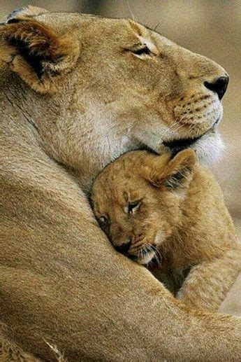 Baby Lions With Their Mothers | Baby lion, Cute wild animals, Lioness and cubs