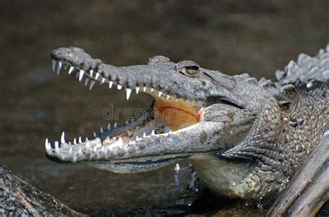 Crocodile showing teeth stock photo. Image of teeth, wildlife - 7038700