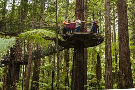 Gallery - Redwoods Treewalk®