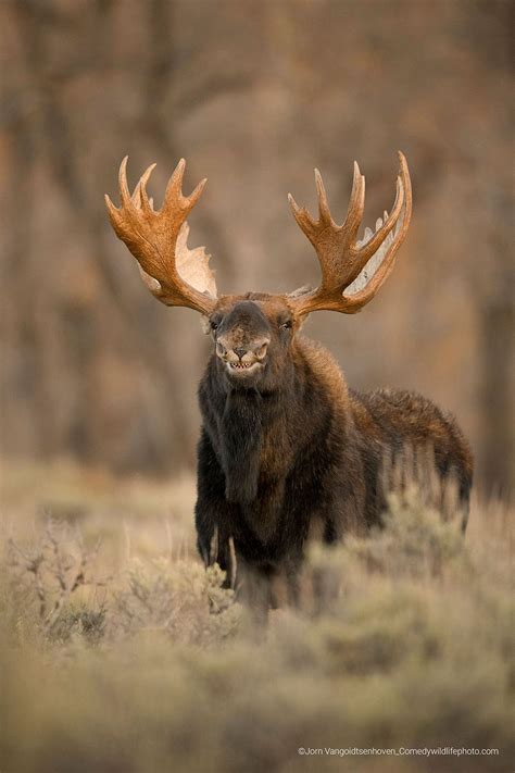 Comedy wildlife photo finalists are every bit as silly as you'd hope ...