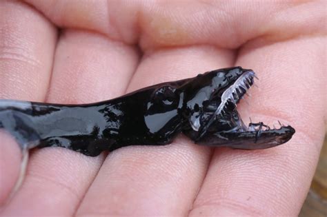 Scientists crack secret of dragonfish's deadly 'invisible' teeth