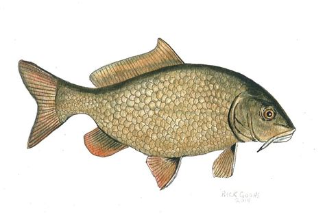 Common Carp Painting by Richard Goohs - Fine Art America