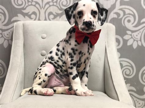 Dalmatian Puppies - FurryBabies