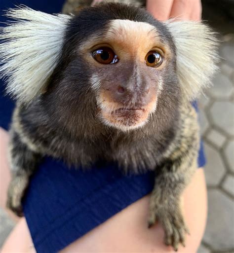 Marmoset monkeys for adoption. Marmosets are more like humans than any other animal. They are ...