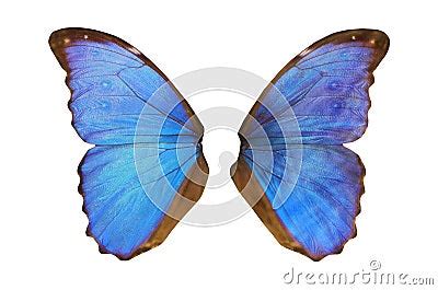 Fairy Wings Stock Photos - Image: 1468163