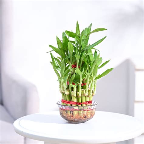 Lucky Bamboo Plant – 3 Layer – Affordable Succulent Store