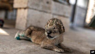 Newborn Baby Lion