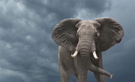 Why Elephants Don't Get Cancer—and What That Means for Humans