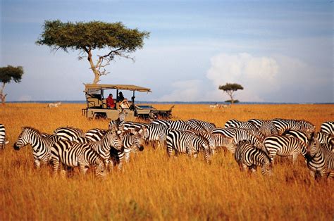 Discover Wildlife Safari Tanzania Tour | Путешествие в африку, Путешествия, Сафари