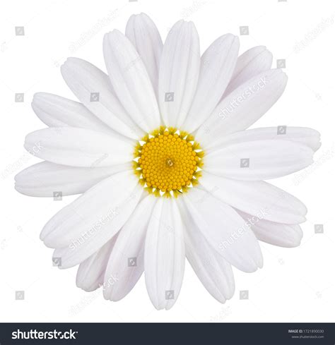 White background Flower on white background images - free download